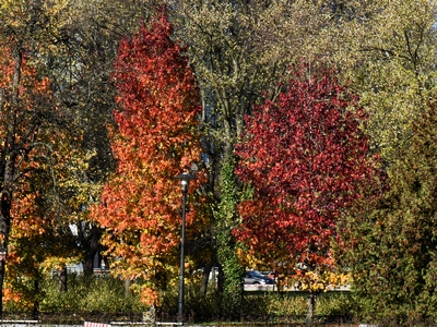Ambrowiec amerykański drzewo jesienią