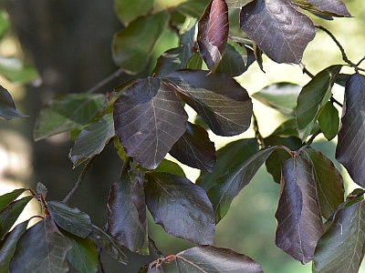 Buk zwyczajny purpurowa liście