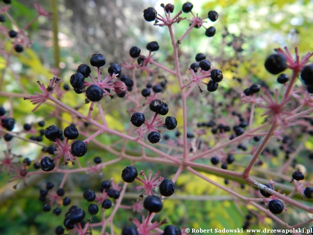 Aralia wysoka Aralia wysoka