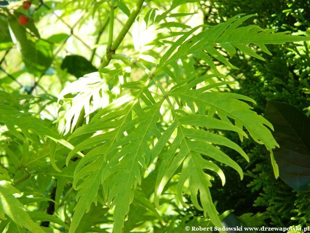 Bez koralowy 'Plumosa Aurea' Bez koralowy 'Plumosa Aurea'