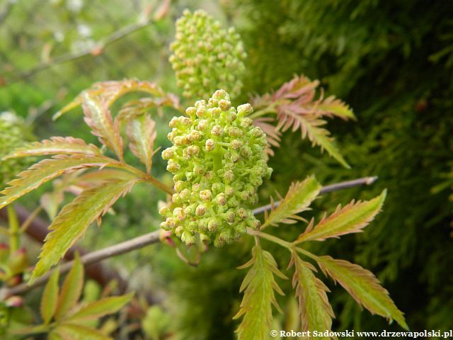 bez koralowy 'Plumosa Aurea' bez koralowy 'Plumosa Aurea'