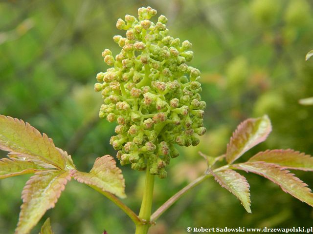 bez koralowy 'Plumosa Aurea' bez koralowy 'Plumosa Aurea'