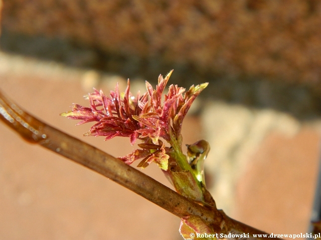 Bez koralowy 'Plumosa Aurea' Bez koralowy 'Plumosa Aurea'