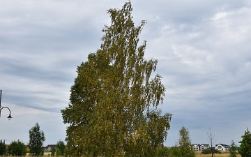 Brzoza brodawkowata - pokrój drzewa