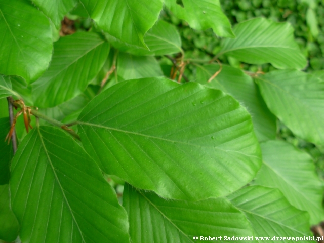 Buk pospolity ( Fagus sylvatica ) - zdjÄ™cia drzewa