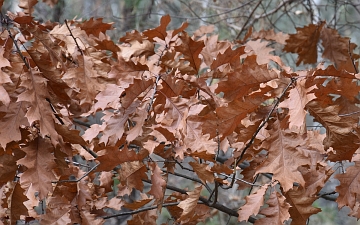 Dąb czerwony jesienne liście