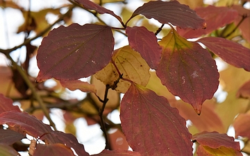 Deren świdwa liście jesienią
