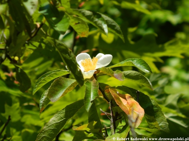 Franklinia amerykańska Franklinia amerykańska