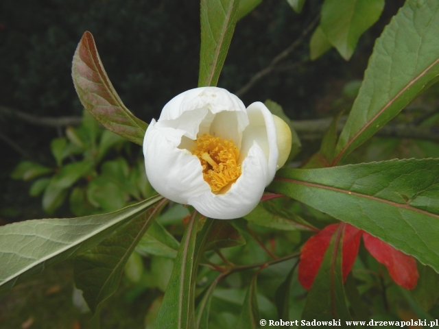 Franklinia amerykańska Franklinia amerykańska