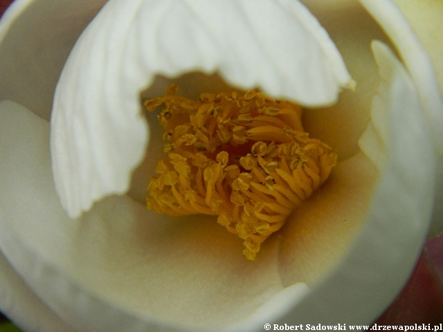 Franklinia amerykańska Franklinia amerykańska
