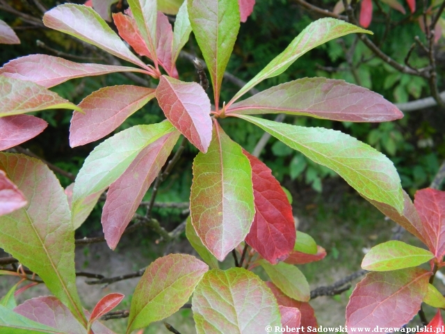 Franklinia amerykańska Franklinia amerykańska