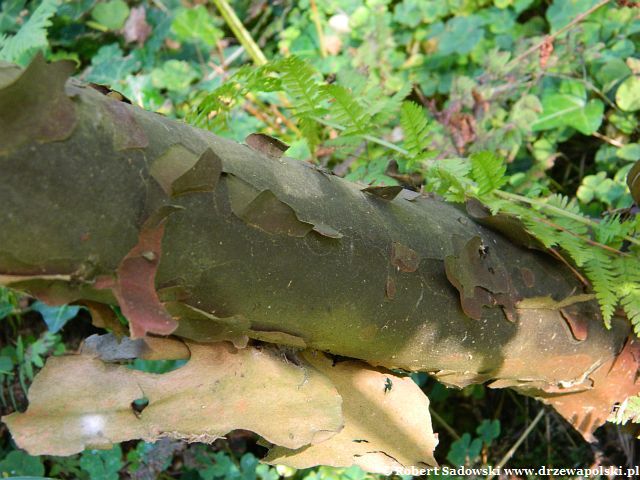 Głowocis chiński Głowocis chiński