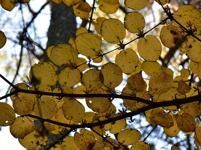 Grujecznik wspaniały liście jesienią