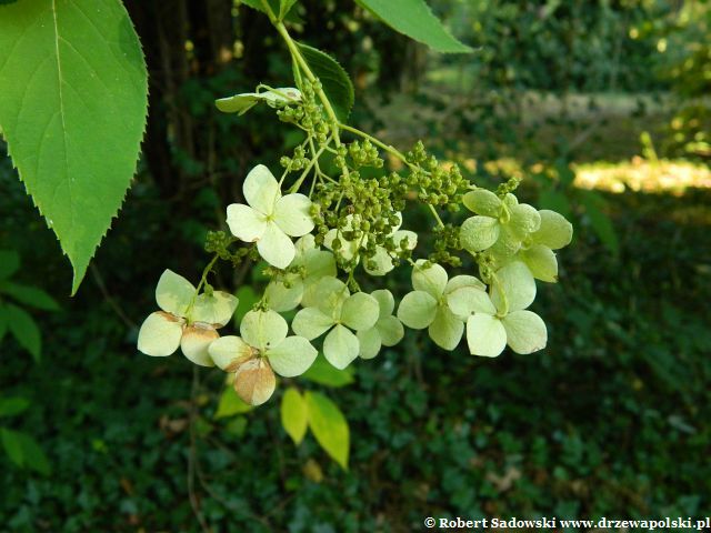 Hortensja miękkowłosa Hortensja miękkowłosa