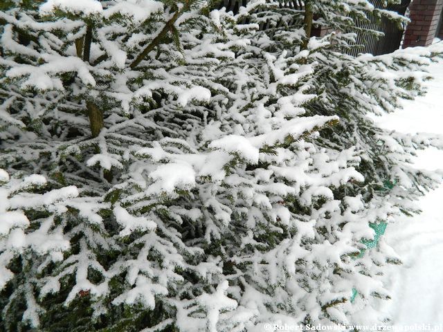 śnieżna zima w przydomowym ogrodzie ogród w śniegu