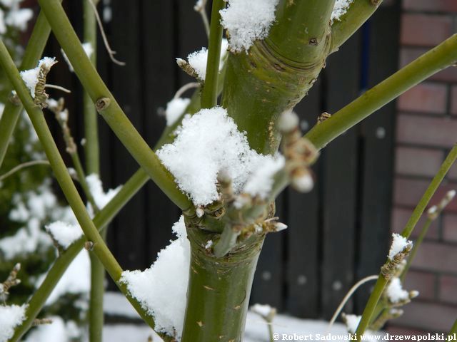 śnieżna zima w przydomowym ogrodzie ogród w śniegu