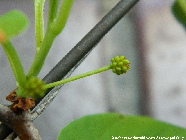 Cytryniec chiński Cytryniec chiński