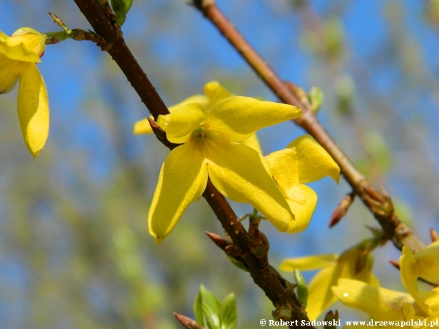 Forsycja pośrednia Forsycja pośrednia