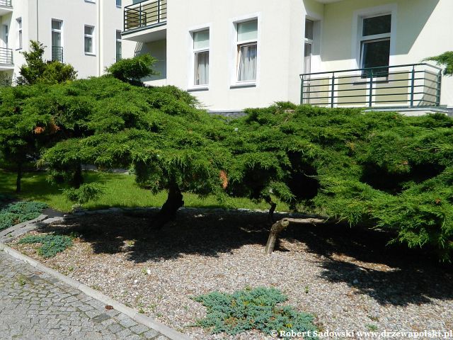 Jałowiec płożący Jałowiec płożący