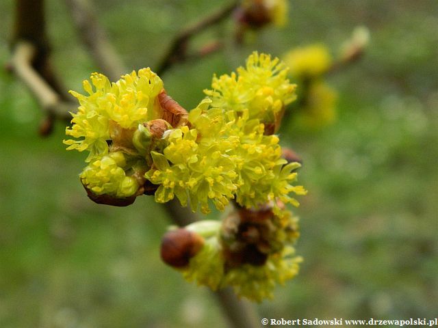 Lindera trójklapowa Lindera trójklapowa