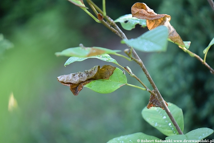 Magnolia Siebolda wrażliwa na suszę Magnolia Siebolda wrażliwa na suszę