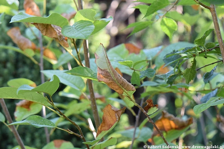 Magnolia Siebolda wrażliwa na suszę Magnolia Siebolda wrażliwa na suszę