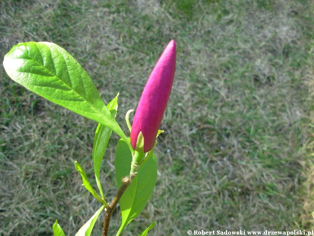 Magnolia Susan Magnolia Susan