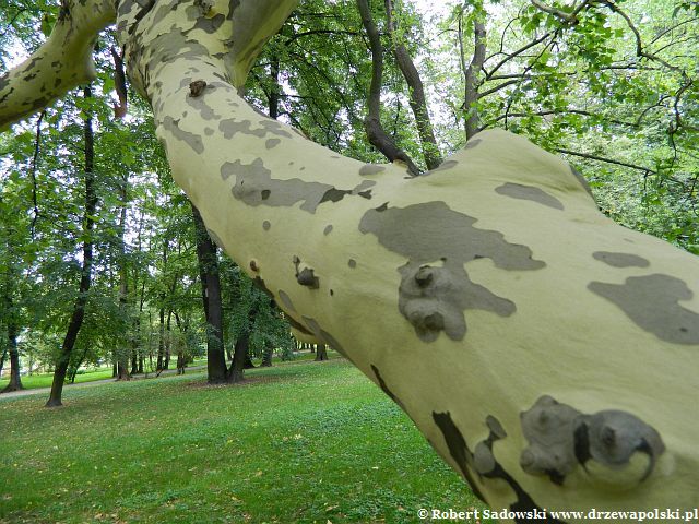 Platan w Parku Kombatantów Platan w Parku Kombatantów