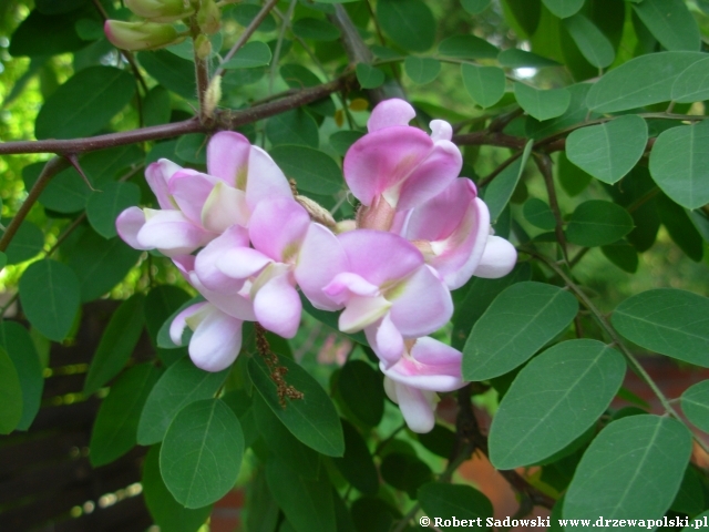 robinia różowa robinia różowa