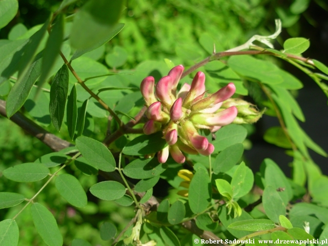 robinia różowa robinia różowa