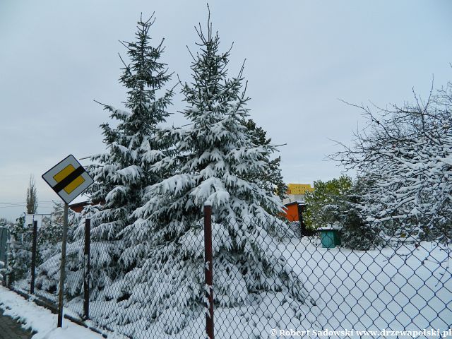 Świerki Świerki