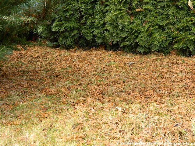 Porządki po tujach Tuje po zimie