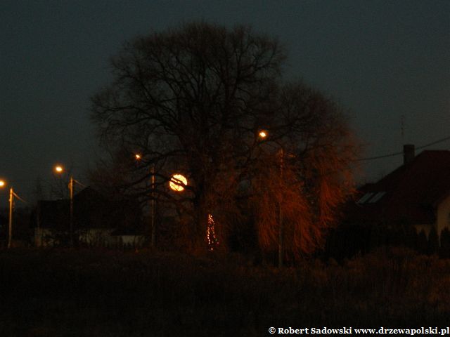 Wschód Księżyca nad wierzbą Wschód Księżyca nad wierzbą