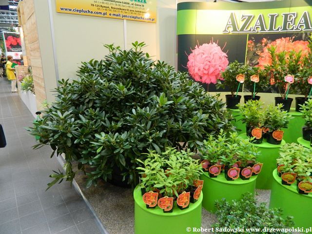 Wystawa Zieleń to Życie edycja 2012 Wystawa Zieleń to Życie edycja 2012