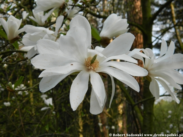 magnolia gwiaździsta magnolia gwiaździsta