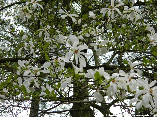 magnolia japońska magnolia japońska