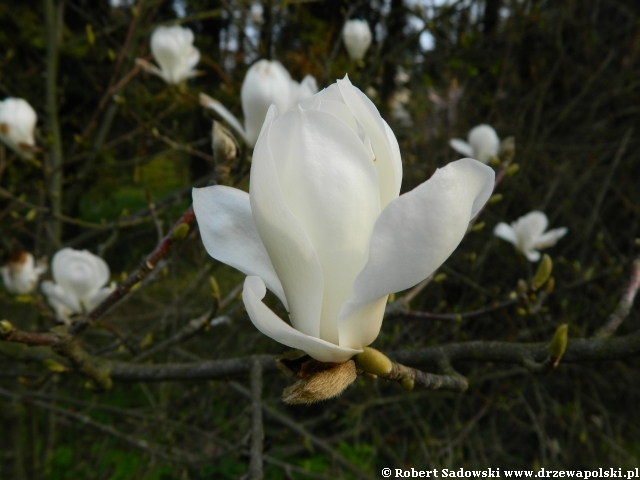 magnolia naga magnolia naga