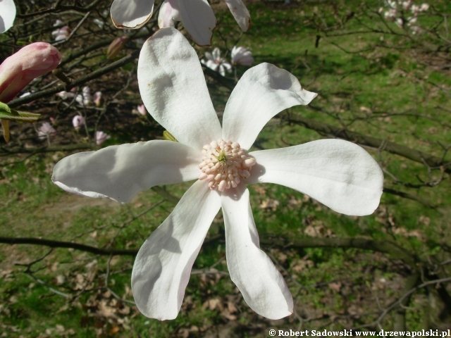 magnolia Pink Glory magnolia Pink Glory