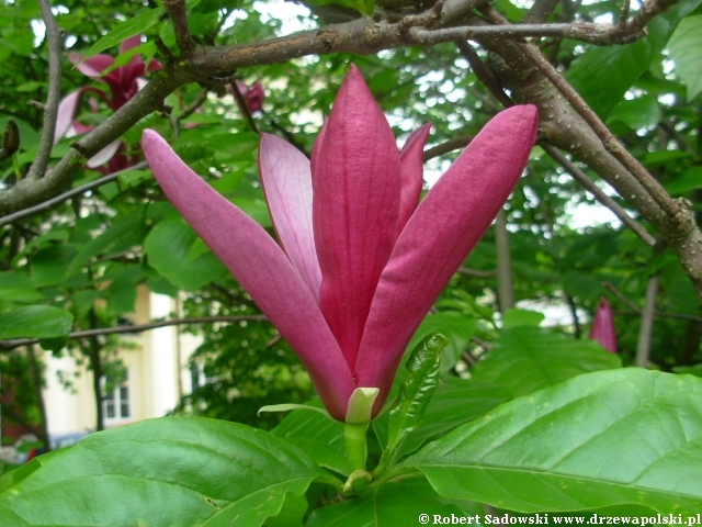 magnolia purpurowa magnolia purpurowa