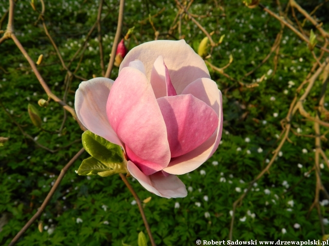 magnolia pośrednia Rustica Rubra magnolia pośrednia Rustica Rubra