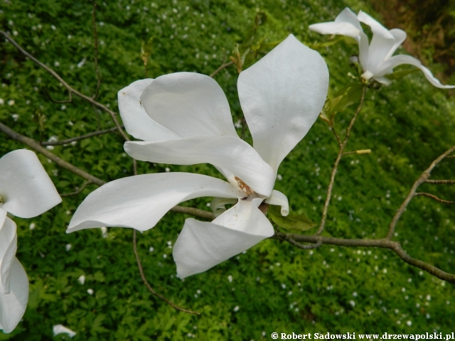 magnolia wierzbolistna magnolia wierzbolistna