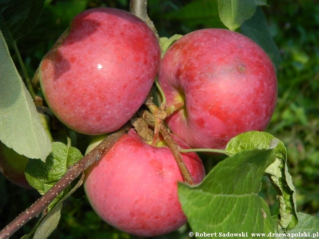 Jabłoń Paula Red Jabłoń Paula Red
