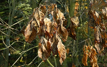Jesion mannowy liście jesienią