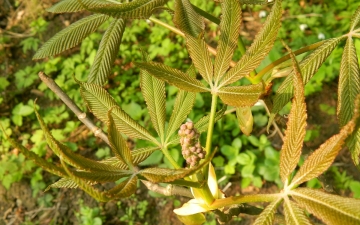 Kasztanowiec żółty pierwsze liście