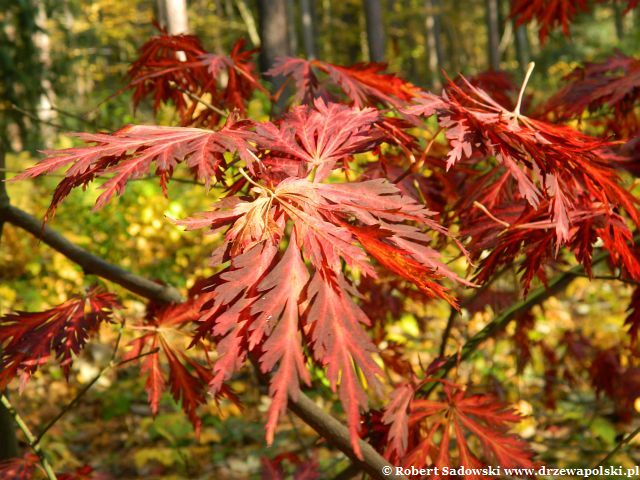 Klon japoński 'Aconitifolium' jesienne liście Klon japoński 'Aconitifolium' jesienią