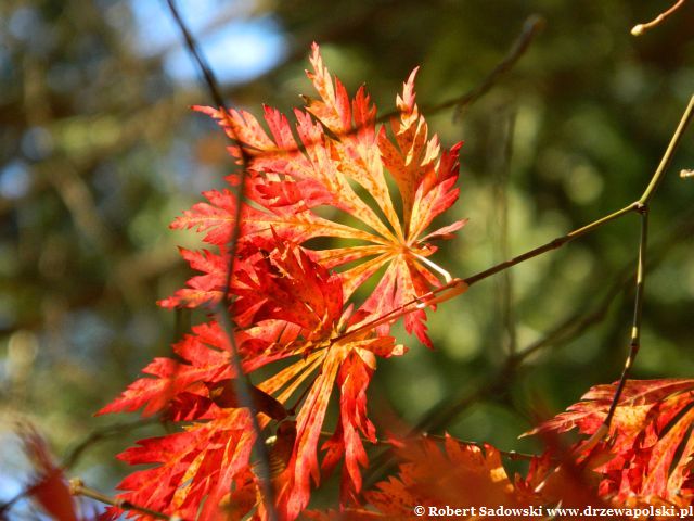 Klon japoński 'Aconitifolium' jesienne liście Klon japoński 'Aconitifolium' jesienią