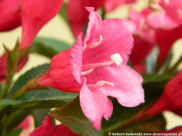 krzewuszka Bristol Ruby
