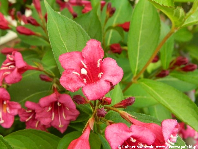 Krzewuszka 'Bristol Ruby' Krzewuszka 'Bristol Ruby'