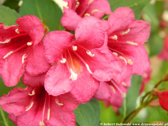 Krzewuszka 'Bristol Ruby' Krzewuszka 'Bristol Ruby'