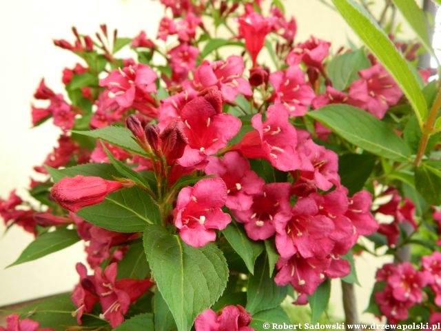 Krzewuszka 'Bristol Ruby' Krzewuszka 'Bristol Ruby'